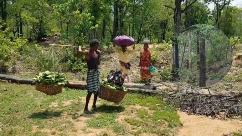 Tendu leaves: तेंदूपत्ता की तुड़ाई शुरू, राजनांदगांव पुलिस अलर्ट मोड पर, सीमावर्ती क्षेत्रों में बढ़ाई गश्त