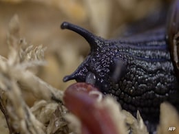 Rare New Zealand Snail Lays Egg From Neck For First Time Rare New Zealand Snail Lays Egg From Neck For First Time