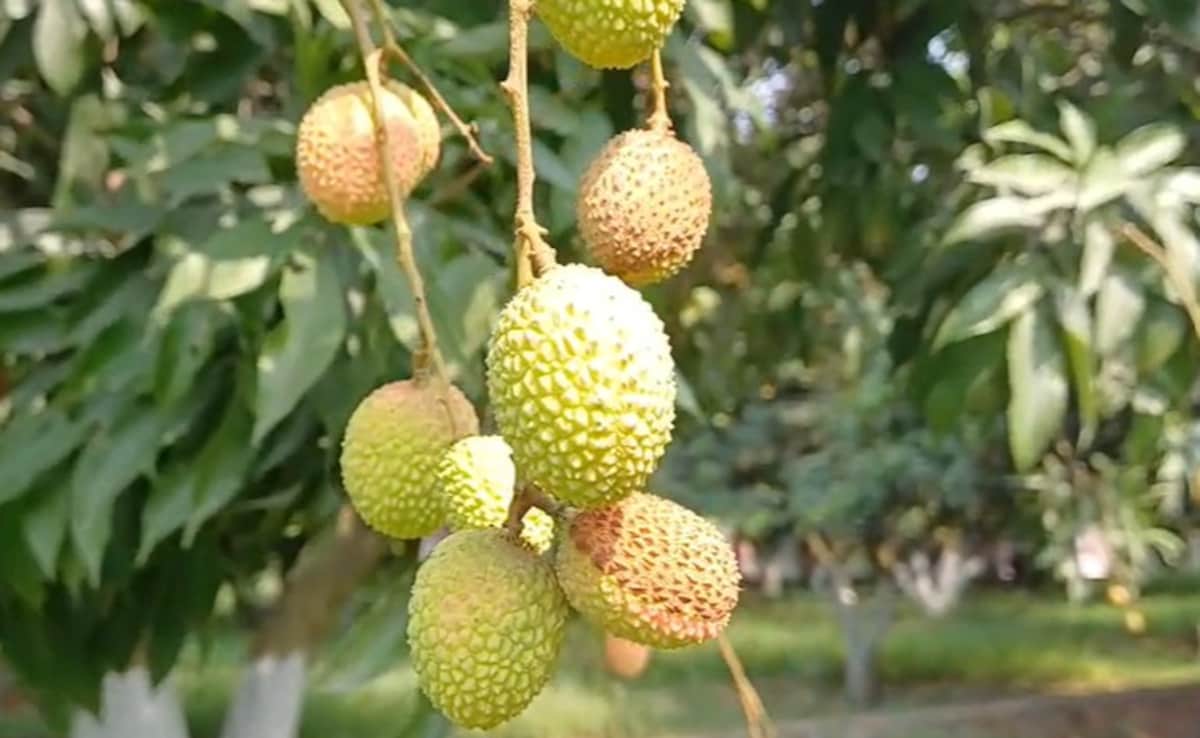 मुजफ्फरपुर की शाही लीची की मिठास होगी महंगी? 50 प्रतिशत कम पैदावार की आशंका