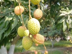 मुजफ्फरपुर की शाही लीची की मिठास होगी महंगी? 50 प्रतिशत कम पैदावार की आशंका