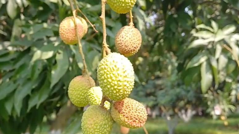 मुजफ्फरपुर की शाही लीची की मिठास होगी महंगी? 50 प्रतिशत कम पैदावार की आशंका