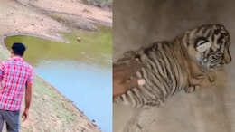 Case Filed Against Man For Touching Tiger Cubs At Rajasthan's Ranthambore