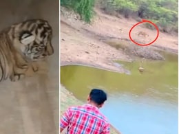 Rajasthan: रणथंभौर में बाघ के शावकों को छूने वाले शख्स पर FIR, वीडियो बनाने के लिए पाइप में घुसकर गया था आरोपी