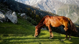 5 Offbeat Hill Stations In North India Perfect For Beating The Summer Heat In 2025