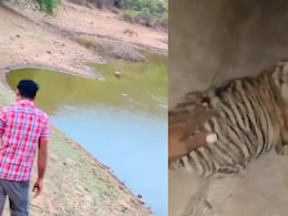 Videos Of Men Walking In Front Of Tiger, Petting Cubs Emerge From Ranthambore Videos Of Men Walking In Front Of Tiger, Petting Cubs Emerge From Ranthambore