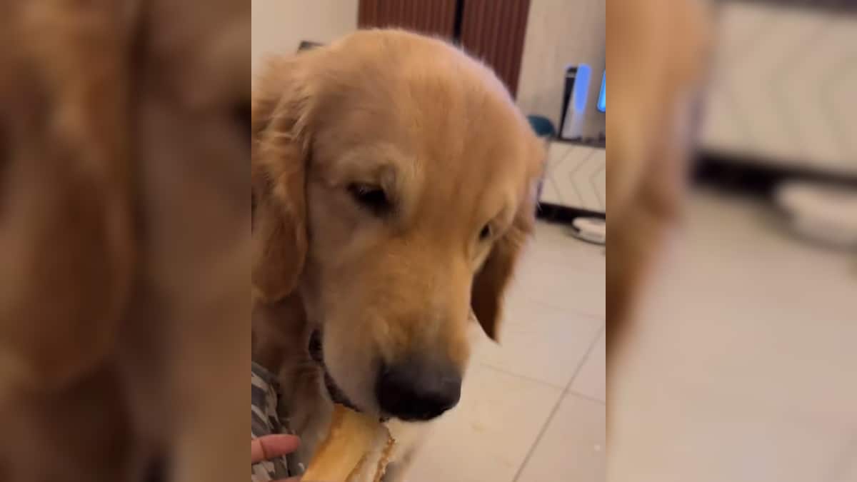 Dog's Dosa Delight Goes Viral on Social Media