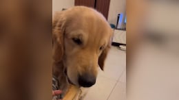 Butter Loves Dosa: Video Of Golden Retriever Enjoying Dosa Wins Hearts Online