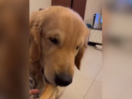 Butter Loves Dosa: Video Of Golden Retriever Enjoying Dosa Wins Hearts Online Butter Loves Dosa: Video Of Golden Retriever Enjoying Dosa Wins Hearts Online
