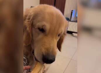 Butter Loves Dosa: Video Of Golden Retriever Enjoying Dosa Wins Hearts Online Butter Loves Dosa: Video Of Golden Retriever Enjoying Dosa Wins Hearts Online