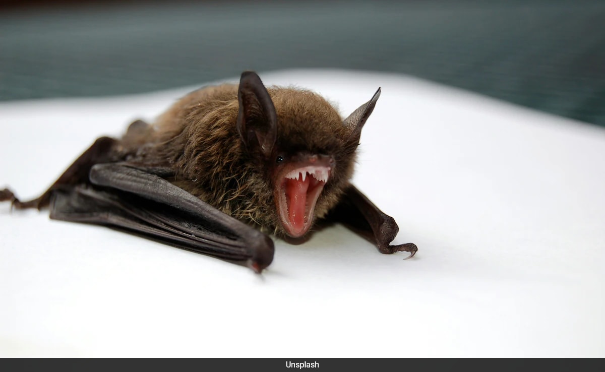 11-Year-Old Canadian Boy Dies of Rabies After Bat Contact With No Visible Bite