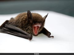 11-Year-Old Canadian Boy Dies Of Rabies After Waking Up With Bat On His Face