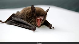 11-Year-Old Canadian Boy Dies Of Rabies After Waking Up With Bat On His Face