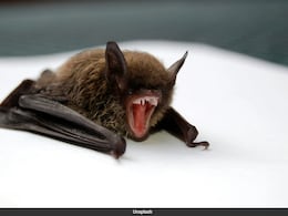 11-Year-Old Canadian Boy Dies Of Rabies After Waking Up With Bat On His Face