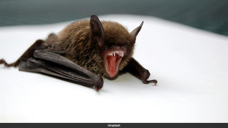 11-Year-Old Canadian Boy Dies Of Rabies After Waking Up With Bat On His Face