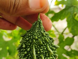 क्या आप भी कड़वेपन के कारण नहीं खाते हैं करेला, तो इन 5 घरेलू उपाय से दूर करें इसकी कड़वाहट क्या आप भी कड़वेपन के कारण नहीं खाते हैं करेला, तो इन 5 घरेलू उपाय से दूर करें इसकी कड़वाहट