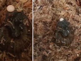 गर्दन से अंडे देता दिखा घोंघा, कैमरे में कैद हुआ दुर्लभ नज़ारा, वायरल हो रहा Video गर्दन से अंडे देता दिखा घोंघा, कैमरे में कैद हुआ दुर्लभ नज़ारा, वायरल हो रहा Video