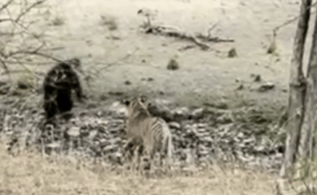 Rajasthan: रणथम्भौर के जंगलों में बाघ से हुआ भालू का आमना सामना, कलाबाजी खाई, डांस किया, देखें VIDEO