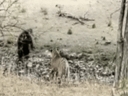 Rajasthan: रणथम्भौर के जंगलों में बाघ से हुआ भालू का आमना सामना, कलाबाजी खाई, डांस किया, देखें VIDEO Rajasthan: रणथम्भौर के जंगलों में बाघ से हुआ भालू का आमना सामना, कलाबाजी खाई, डांस किया, देखें VIDEO