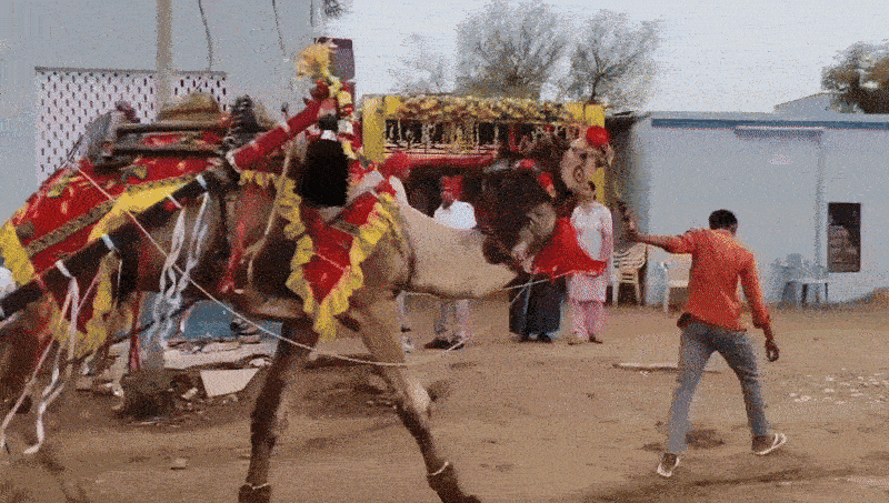 Rajasthan: राजस्थान में अनोखी शादी, ऊंट गाड़ियों में बारात लेकर पहुंचा पशु चिकित्सक दूल्हा, हाथी पर बैठ मारा तोरण