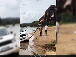 Video Shows Elephant Pulling Stuck Toyota Fortuner Out Of River In Kerala Video Shows Elephant Pulling Stuck Toyota Fortuner Out Of River In Kerala