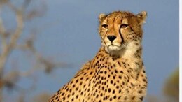 Project Cheetah: MP के बाद अब राजस्थान के इस जिले में छोड़े जाएंगे चीते, वन्य प्रेमियों में छाई खुशी की लहर