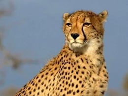 Project Cheetah: MP के बाद अब राजस्थान के इस जिले में छोड़े जाएंगे चीते, वन्य प्रेमियों में छाई खुशी की लहर Project Cheetah: MP के बाद अब राजस्थान के इस जिले में छोड़े जाएंगे चीते, वन्य प्रेमियों में छाई खुशी की लहर