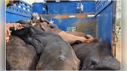 Alwar News: गौतस्करों का पीछा करते हुए पुलिस की कार के टायर फटे, भागते हुए तस्करों की गाड़ी पेड़ से टकराई&nbsp;