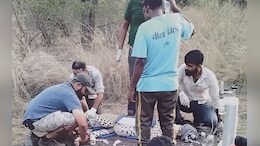 Kuno National Park: भीषण गर्मी से बीमार हुआ शावक चीता, डॉक्टरों की टीम इलाज में जुटी