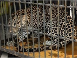 Rajasthan Leopard: शिकार का पीछा करते-करते एक घर में घुस गया तेंदुआ, बाल-बाल बची ग्रामीणों की जान