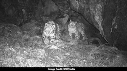 Sikkim's 'Wild' Golden Jubilee Gift: 21 Endangered Snow Leopards Identified