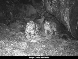 Sikkim's 'Wild' Golden Jubilee Gift: 21 Endangered Snow Leopards Identified