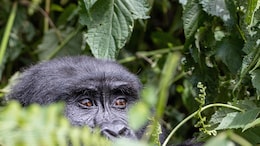7 Rainforest Destinations Every Wildlife Lover Should Have On Their Radar