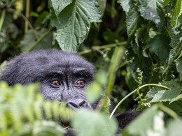 7 Rainforest Destinations Every Wildlife Lover Should Have On Their Radar