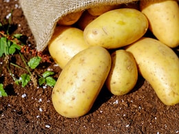 International Day Of Potato 2025: Date, History, Theme And All You Need To Know