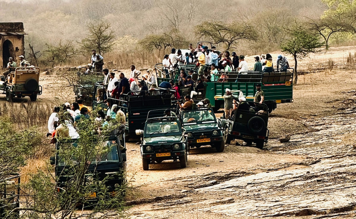 Operating a luxury resort on the edge of a tiger reserve brings more responsibility Operating a luxury resort on the edge of a tiger reserve brings more responsibility