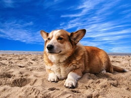 US Man Dies Attempting To Rescue Dog From San Francisco Ocean Beach US Man Dies Attempting To Rescue Dog From San Francisco Ocean Beach