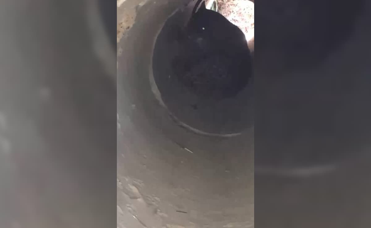 (पाइप में छिपा तेंदुआ) (पाइप में छिपा तेंदुआ)