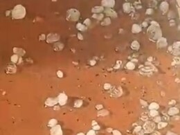 Vidarbha Unseasonal Rain : विदर्भात गारपीट आणि वादळी वाऱ्यासह अवकाळीची हजेरी, शेतकऱ्यांचं मोठं नुकसान