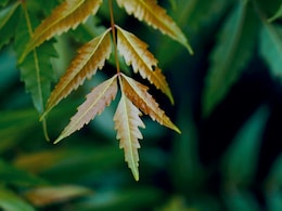 5 Practical Uses of Neem Leaves You Should Try At Home 5 Practical Uses of Neem Leaves You Should Try At Home