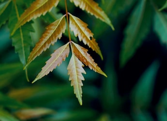 5 Practical Uses of Neem Leaves You Should Try At Home 5 Practical Uses of Neem Leaves You Should Try At Home