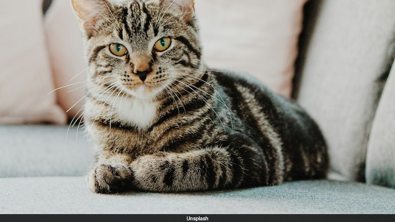 UK Couple Recalls Ordeal After Airline Loses Their Kittens, How They Reunited