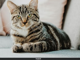 UK Couple Recalls Ordeal After Airline Loses Their Kittens, How They Reunited UK Couple Recalls Ordeal After Airline Loses Their Kittens, How They Reunited