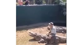 Video: Zookeeper Avoids Bite From 1 Crocodile. Luck Didn't Favour Him Twice