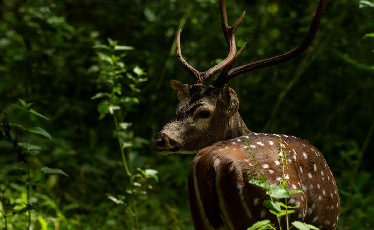 Докато голяма част от Индия се забива в лятна жега