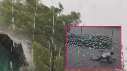 Marathwada Unseasonal Rain: मराठवाड्याला अवकाळीने झोडपले; 7 जणांचा मृत्यू, शेतीचंही मोठं नुकसान