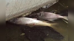Anasagar Lake: आनासागर की बदहाली का जिम्मेदार कौन? मरती मछलियां और उठती दुर्गंध, झील पर मंडरा रहा बड़ा संकट