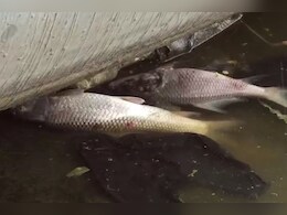 Anasagar Lake: आनासागर की बदहाली का जिम्मेदार कौन? मरती मछलियां और उठती दुर्गंध, झील पर मंडरा रहा बड़ा संकट