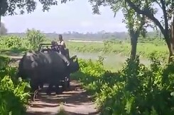 Video: Rhino Charges At Tourists' Jeep At Assam National Park Video: Rhino Charges At Tourists' Jeep At Assam National Park