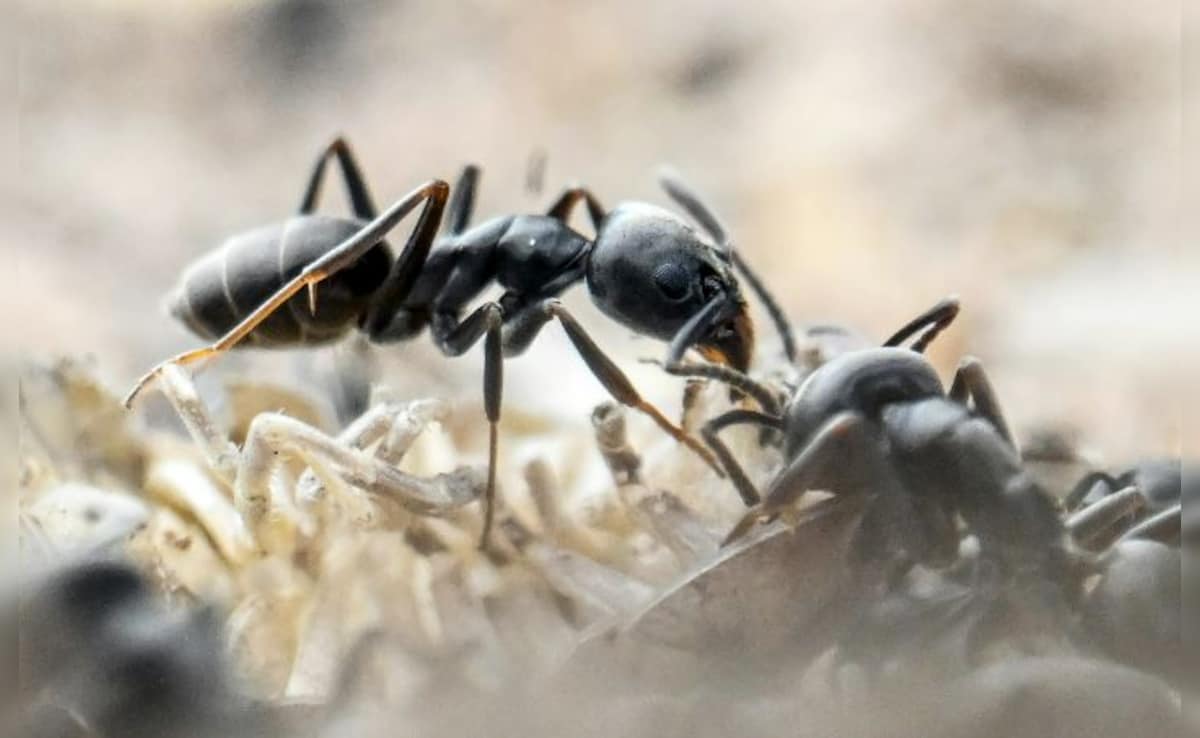 Latest and Breaking News on NDTV Latest and Breaking News on NDTV