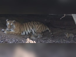 'मदर ऑफ नौरादेही' बाघिन राधा बनी नानी, बेटी ने दूसरी बार चार शावकों को दिया जन्म, तस्वीर मोह लेगी मन 'मदर ऑफ नौरादेही' बाघिन राधा बनी नानी, बेटी ने दूसरी बार चार शावकों को दिया जन्म, तस्वीर मोह लेगी मन